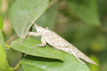 Indian locust