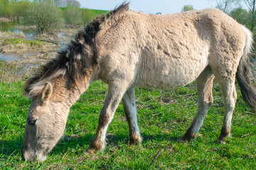 Horse in Ooijpolder Near Nijmegen