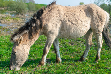 Fototapeta premium Horse in Ooijpolder Near Nijmegen