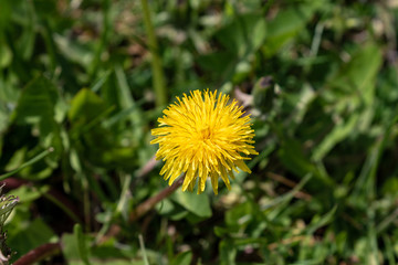 Close up of yellow blooming dandelion