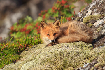 Fototapeta premium Junger Wilder Fuchs sonnt sich auf einem moosbedeckten Felsen auf der Halbinsel Lofoten in Norwegen