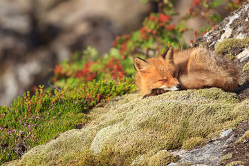 Junger Wilder Fuchs sonnt sich auf einem moosbedeckten Felsen auf der Halbinsel Lofoten in Norwegen