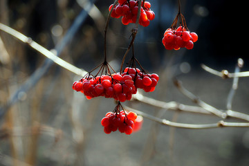 berries