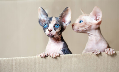Hairless sphinx cats. © davit85