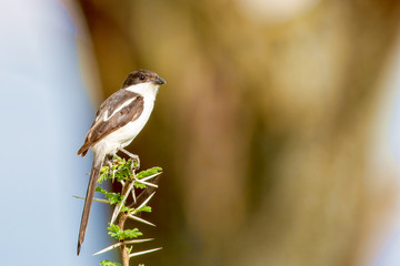 A little bird is sitting on a branch. National Park in Masai Mar
