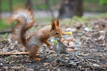 Keuken spatwand met foto Red squirrel with shopping cart © karnizz