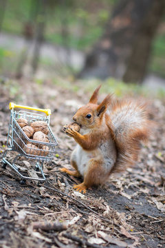 Red squirrel with shopping cart