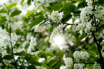 flowers bird cherry