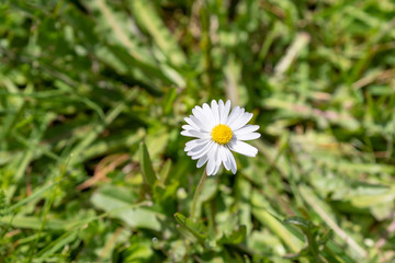 Single blooming daise in the grass with copyspace beside