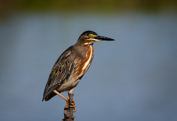 Striated Heron perching on a stump in the middle of a pond.