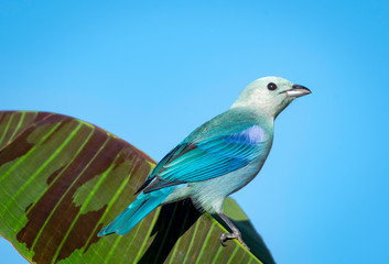 Blue-gray Tanager (Thraupis episcopus) perching on a banana leaf isolated against the blue sky