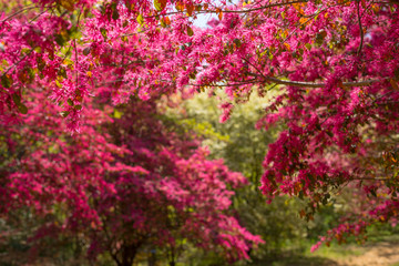 トキワマンサク