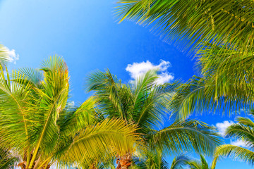 Palm trees against the blue sky and white clouds.