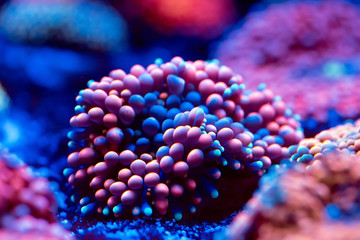 Anemones. Corals in a marine aquarium.