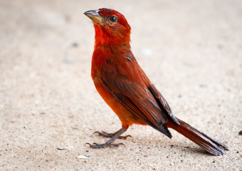 Closeup of Hepatic Tanager standing on the ground.
