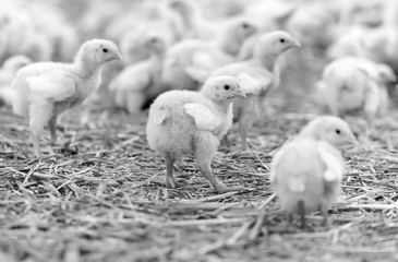 Indoors chicken farm, chicken feeding