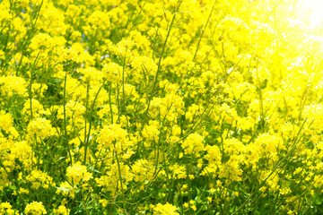 Raoeseed Feeld With Blooming Canola