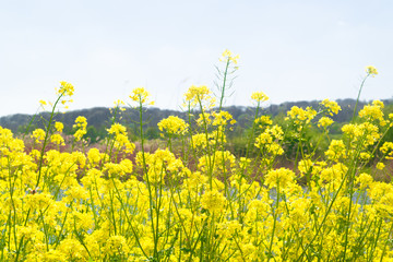 Raoeseed Feeld With Blooming Canola
