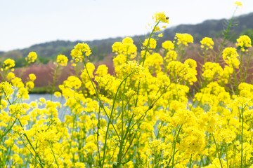Raoeseed Feeld With Blooming Canola