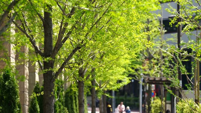東京　春　新緑の街並みイメージ　
