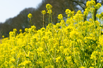 Obraz premium Raoeseed Feeld With Blooming Canola