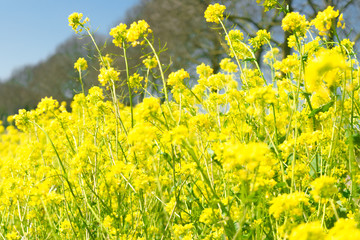 Fototapeta premium Raoeseed Feeld With Blooming Canola