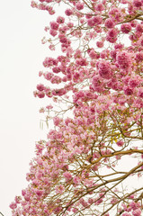 Blooming Pink trumpet tree or Tabebuia rosea flower in outdoor park