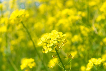 Fototapeta premium Raoeseed Feeld With Blooming Canola