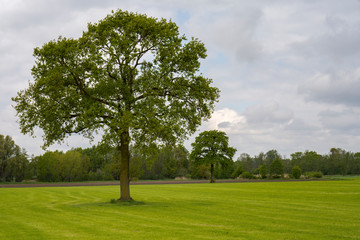 Fototapeta na wymiar Zwei Bäume auf einer Wiese