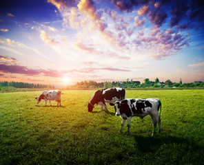 Cows meadow field pasture