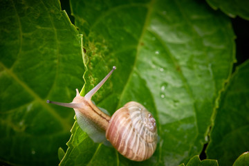 カタツムリ　アジサイの葉　暗い背景