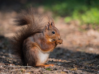 Naklejka na ściany i meble braunes Eichhörnchen, das auf dem waldboden sitzt während es eine Nuss isst