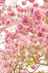 Blooming Pink trumpet tree or Tabebuia rosea flower in outdoor park