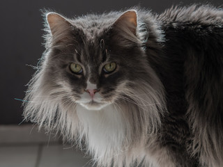 Portrait einer neugierig schauenden Main Coone Katze