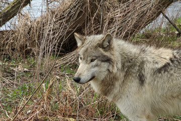 Wolf in Front of the Branches