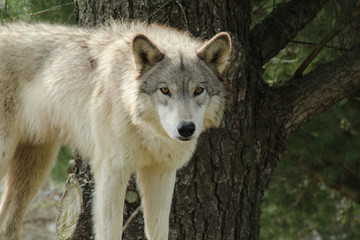 Wolf in Front of Tree