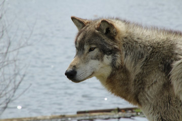Obraz premium Wolf in Front of Water