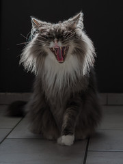 böse blickende Main Coone Katze mit großen Eckzähnen