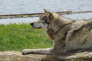 Fototapeta premium Wolf Looking Up