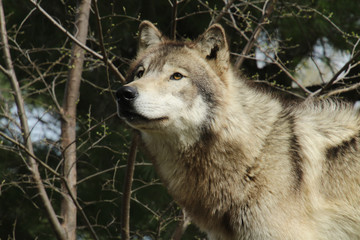 Wolf Looking Up