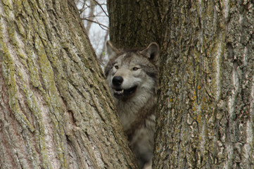 Wolf Peeking Through Tree