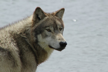 Wolf Peering at the Camera