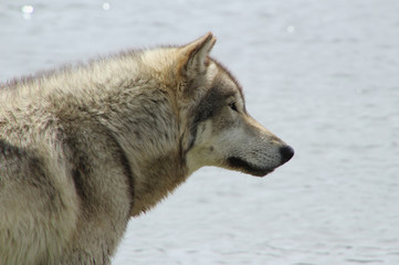 Wolf Profile in Front of Water