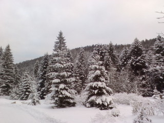 Карпати зимою ліс