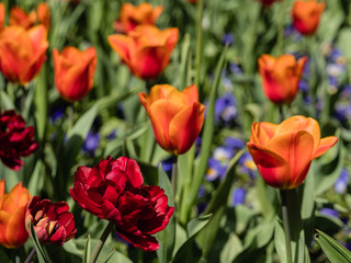 rote und orangene Tulpen auf einem Tulpenfeld