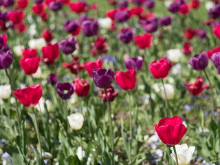 Tulpenfeld in weiß, lila und pink