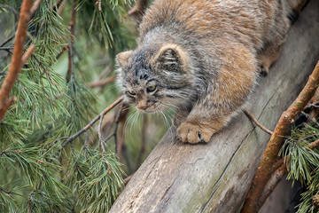 Pallas's cat (Otocolobus manul). Manul is living in the grasslands and montane steppes of Central Asia. Cute furry adult manul on the branches of a tree
