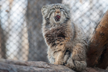 Pallas's cat (Otocolobus manul). Manul is living in the grasslands and montane steppes of Central...