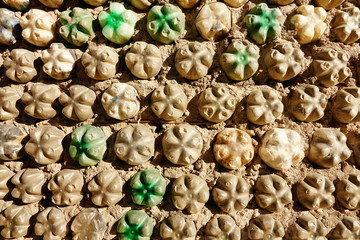 Eco-bricks in a town in Salta, Argentina