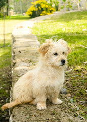 Fototapeta premium Dog